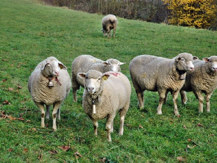 ARiMR przypomina o obowiązku dokonania spisu owiec, kóz lub świń przebywających w siedzibie stada