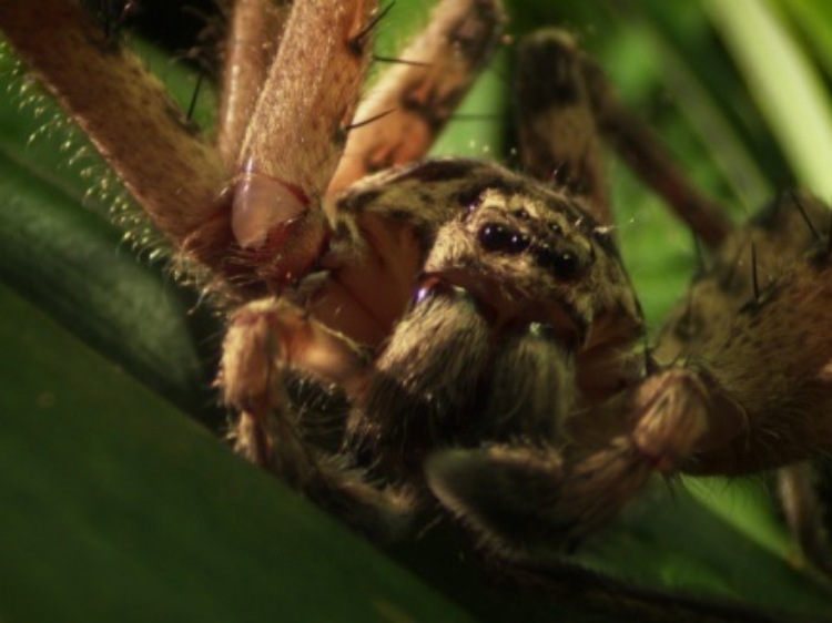 Nat Geo Wild prezentuje najgroźniejsze zwierzęta Australii