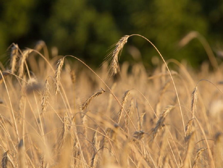 Producenci szacują zbiory zbóż na co najmniej 26 mln ton