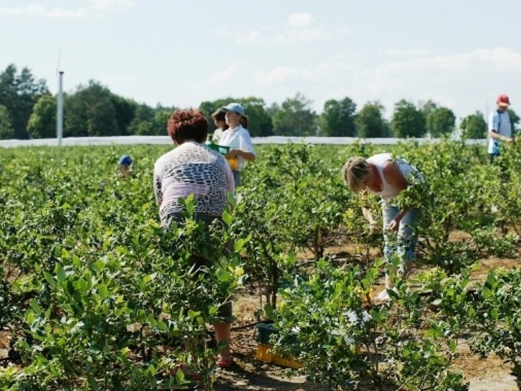 Nowy rodzaj umowy dla pracowników sezonowych