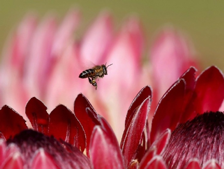 Populacje pszczół rozprzestrzeniły się po ostatnim zlodowaceniu