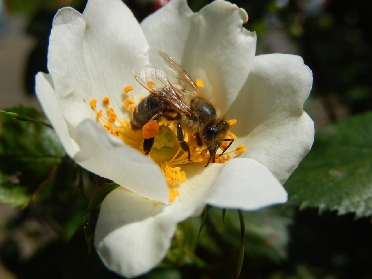 Pamiętajmy o pożytecznych pszczołach
