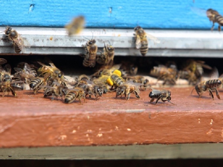 Podkarpackie/ Pszczoły w dobrej kondycji