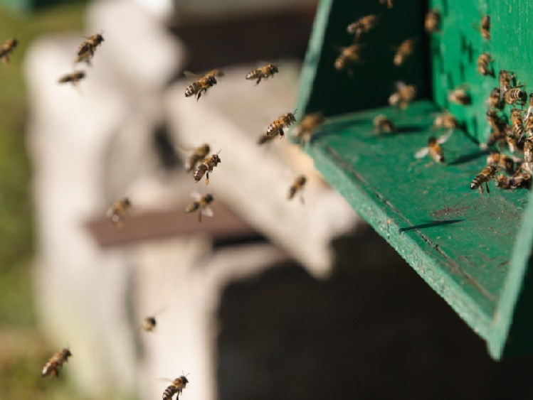 Dzień Pszczoły na Zawodziu