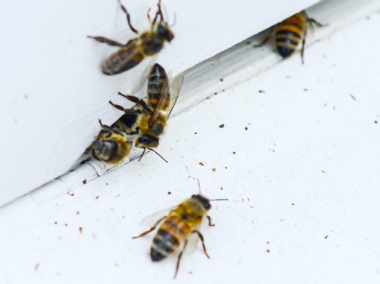 "Puls Biznesu": Pszczoły w wielkim mieście