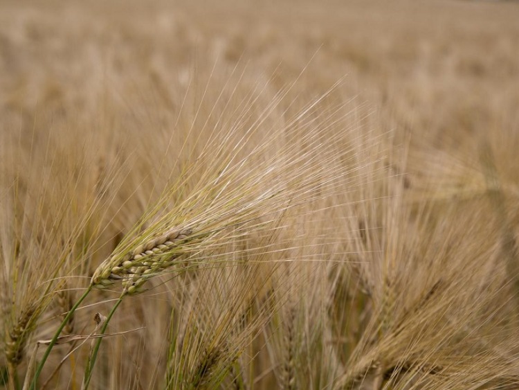 Firmy zbożowe celują w alternatywy dla produktów pszennych