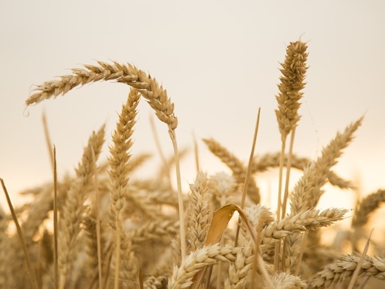 W sprawie importu płodów rolnych z Ukrainy