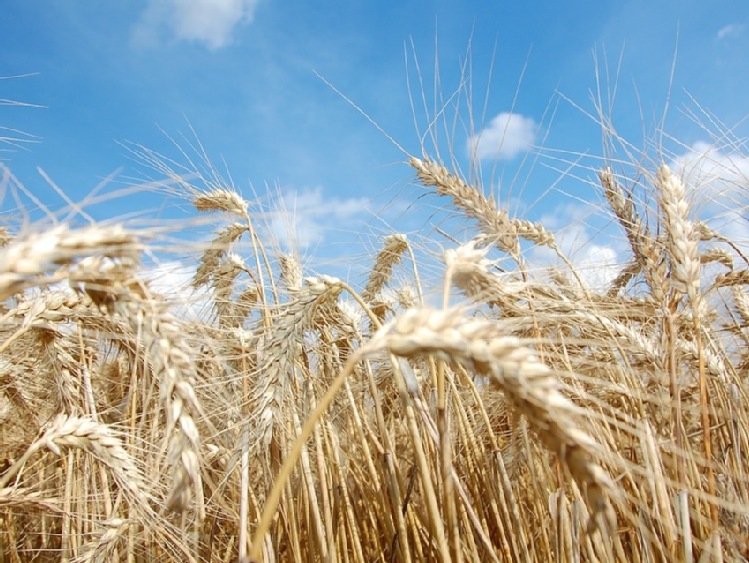 Import zbóż z Ukrainy w nowym sezonie