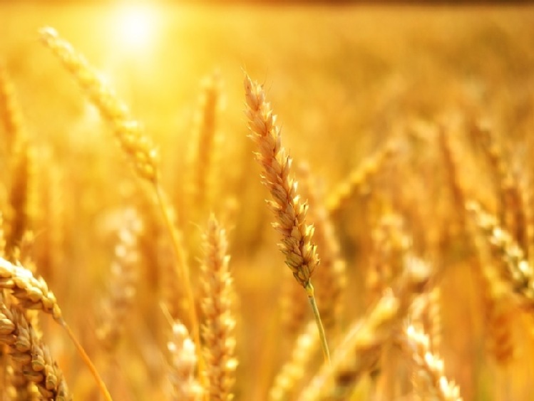 Szwecja/Susza może obniżyć w tym roku zbiory pszenicy o ponad 40 proc.