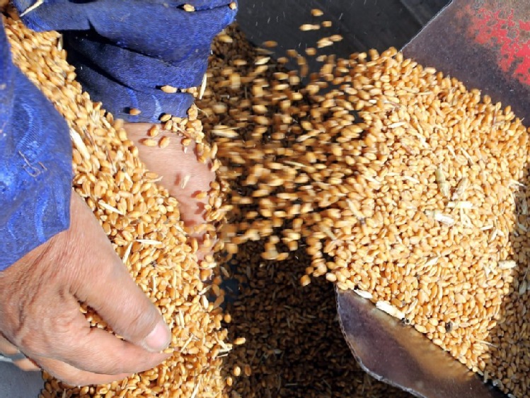Egipt kupuje rocznie 11 mln ton pszenicy