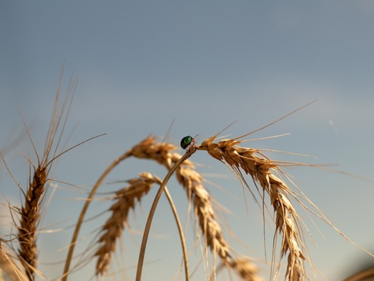 Biotechnologia na Węgrzech: konstytucyjny zakaz GMO i ostrożne otwarcie na nowe techniki genomowe