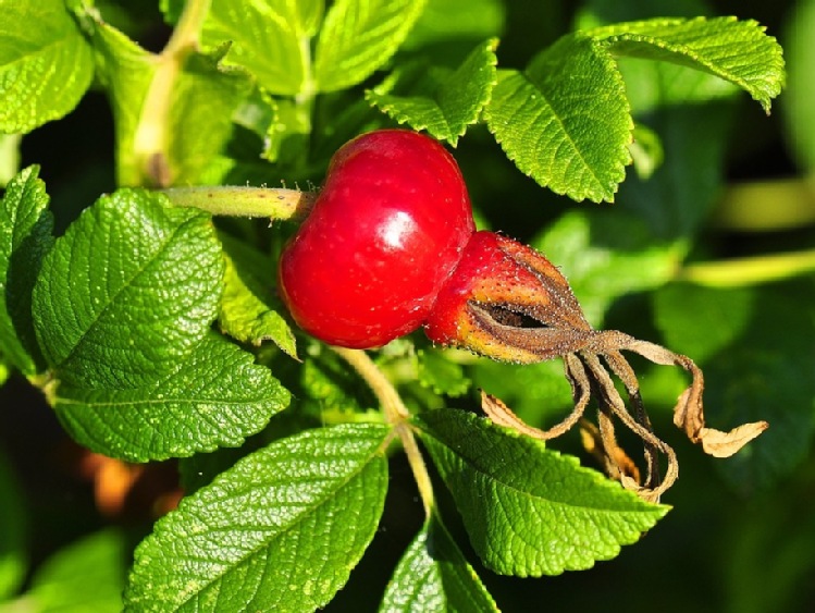 Ekologiczna uprawa mało znanych roślin jagodowych