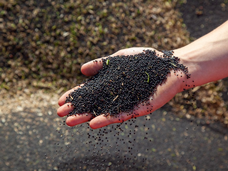 Rekordowe zbiory rzepaku