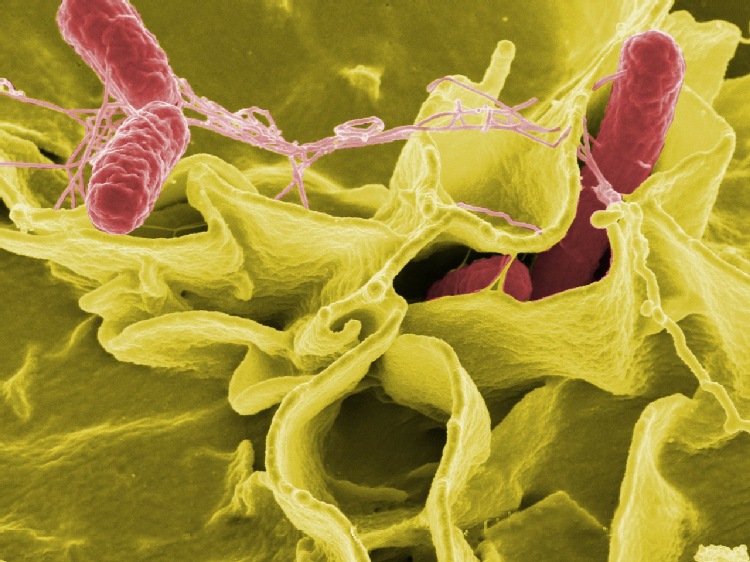 Salmonella w suplementach z moringą: FDA ogłasza ogólnokrajowy alert