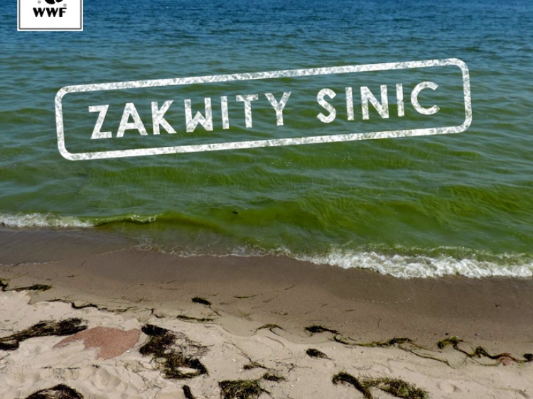 Sinice ponownie zakwitły w Bałtyku!