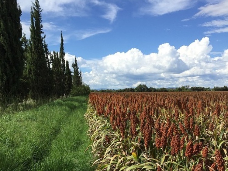 Chiny/ Wstępne dochodzenie wykazało dumping w imporcie sorgo z USA