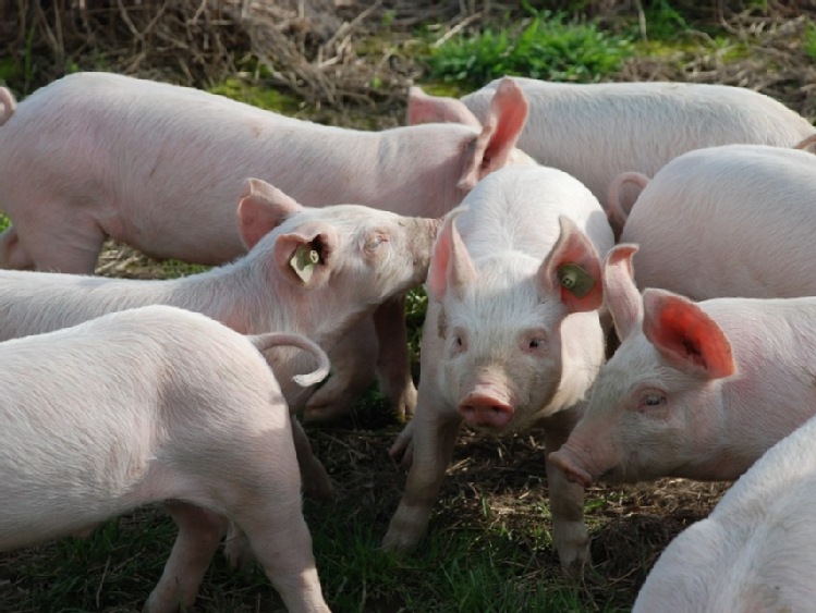 Niska podaż świń utrudnia zaspokojenie potrzeb przetwórstwa