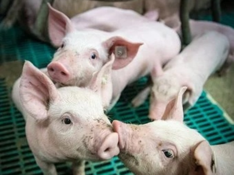 Nowy Program ochrony zasobów genetycznych świń rasy puławskiej