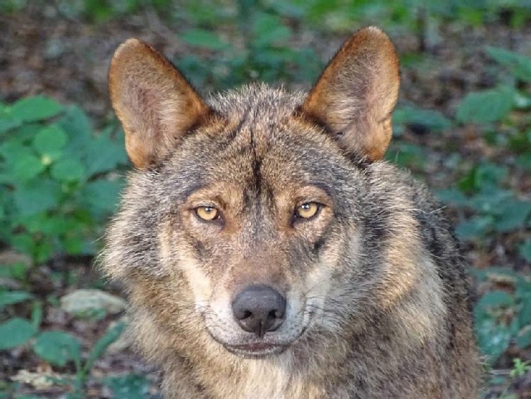 Jak pogodzić hodowlę z obecnością drapieżników?