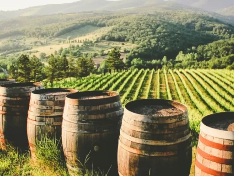 Chilijskie plantacje wolne od europejskiej ćmy winorośli