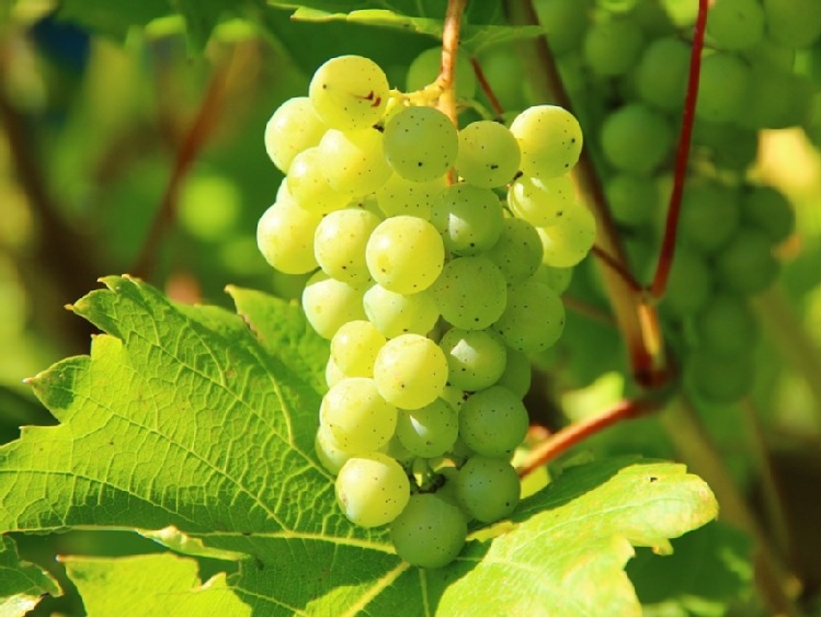 Zachodniopomorskie/ Rekordowo wczesne zbiory winogron