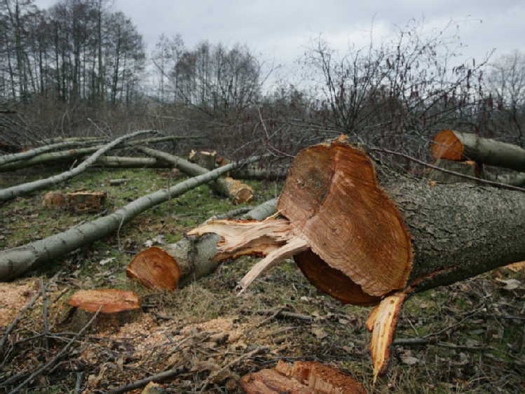 Białystok/ Lokalni ekolodzy alarmują, że w mieście wycina się za dużo drzew