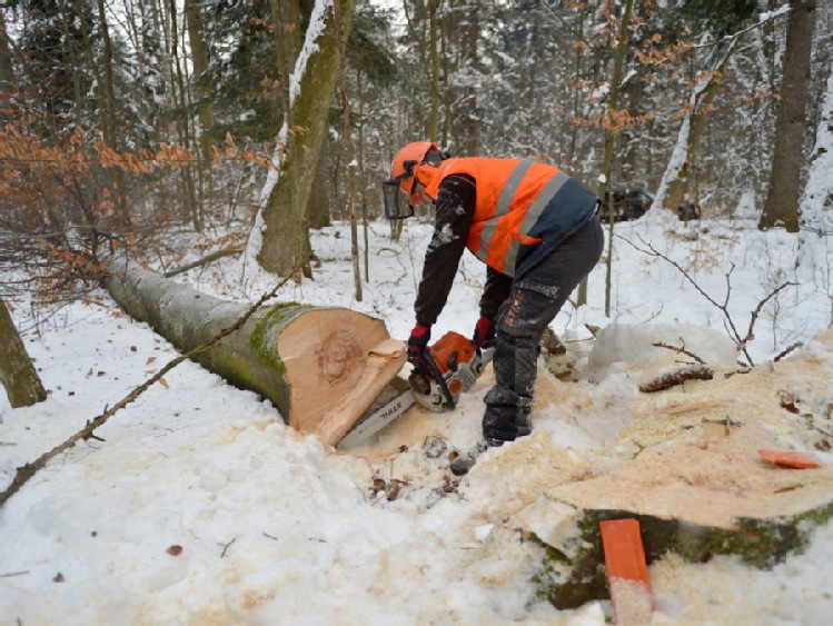 Radom/ Leśnicy sprzedali najcenniejsze drewno