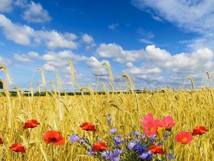 Rolnictwo ekologiczne szansą dla polskiego rolnictwa