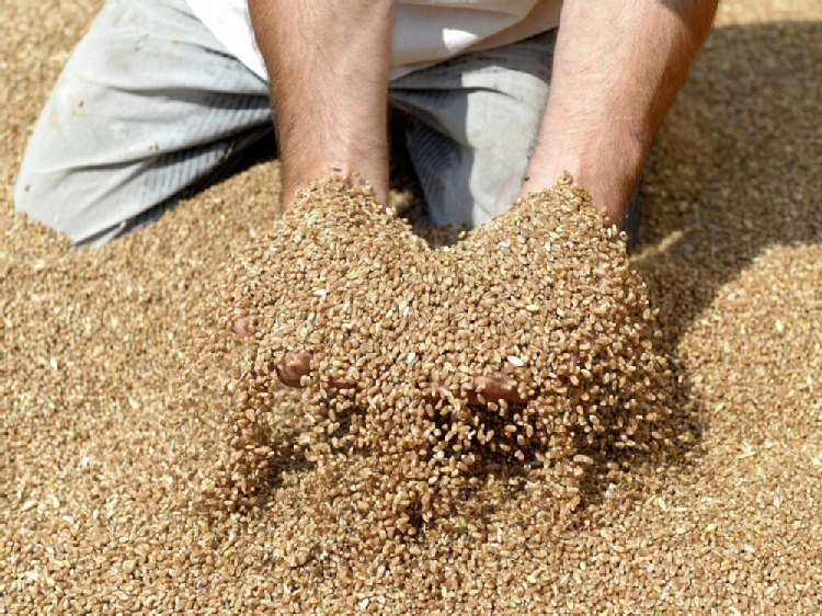 Eksport pszenicy miękkiej z UE w sezonie 2023/24 spadł o 27%
