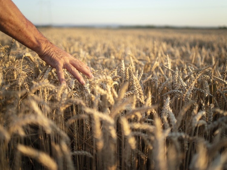 Zboża stanowią prawie 60% powierzchni