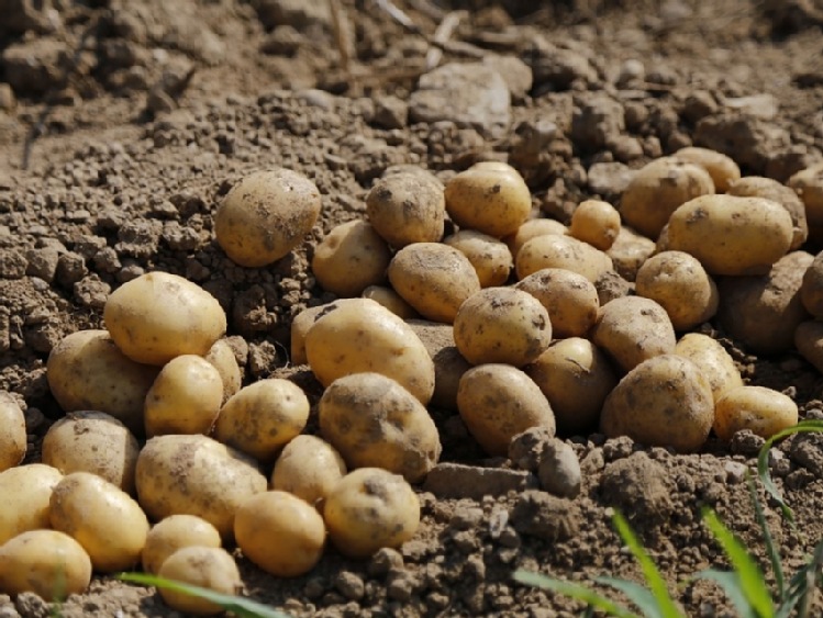 Produkcja ziemniaków a susza