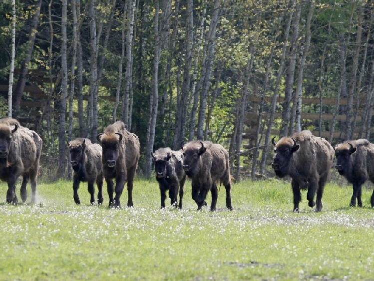 Puszcza Białowieska/ Rolnicy mogą oddać w dzierżawę łąki na potrzeby żubrów