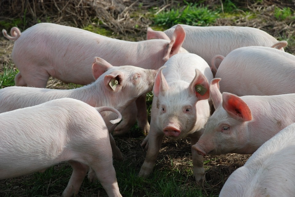 Rentowność produkcji świń nadal spada